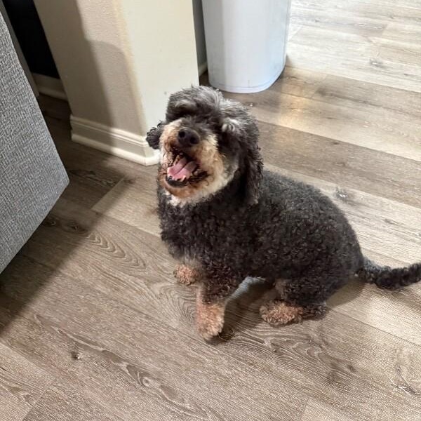 Oliver the Magnificent — thumbnail 2