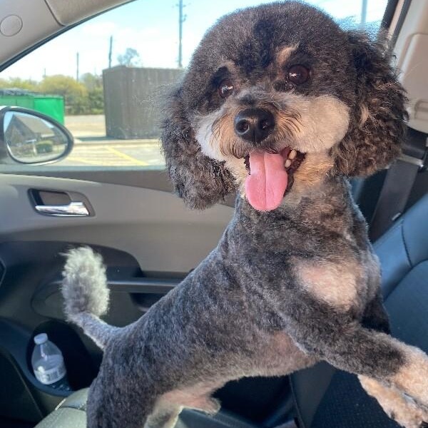 Oliver the Magnificent — thumbnail 3