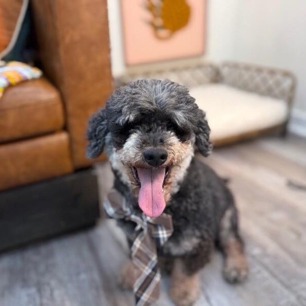 Oliver the Magnificent — thumbnail 5