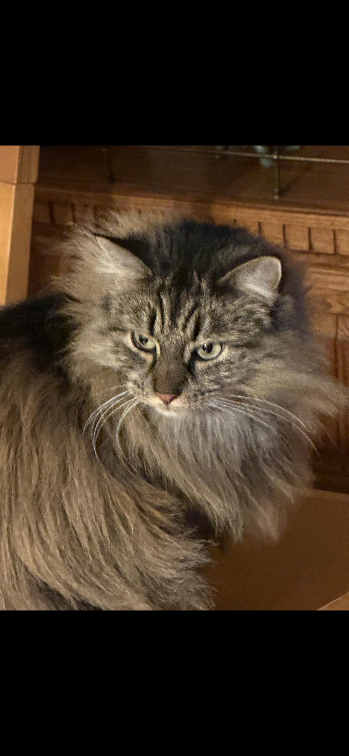 Jasmine, Adoptable, Adult Female Maine Coon.