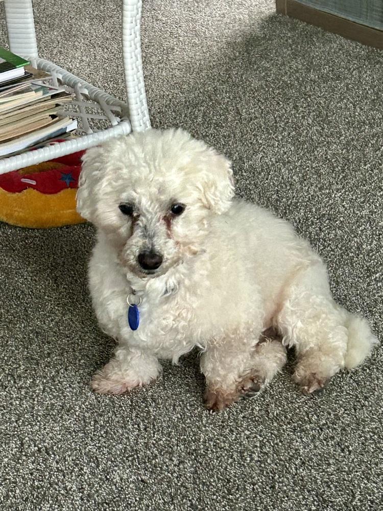 Enlarge Buddy, a Adoptable Bichon Frise in Jefferson Hills, PA image 1/5