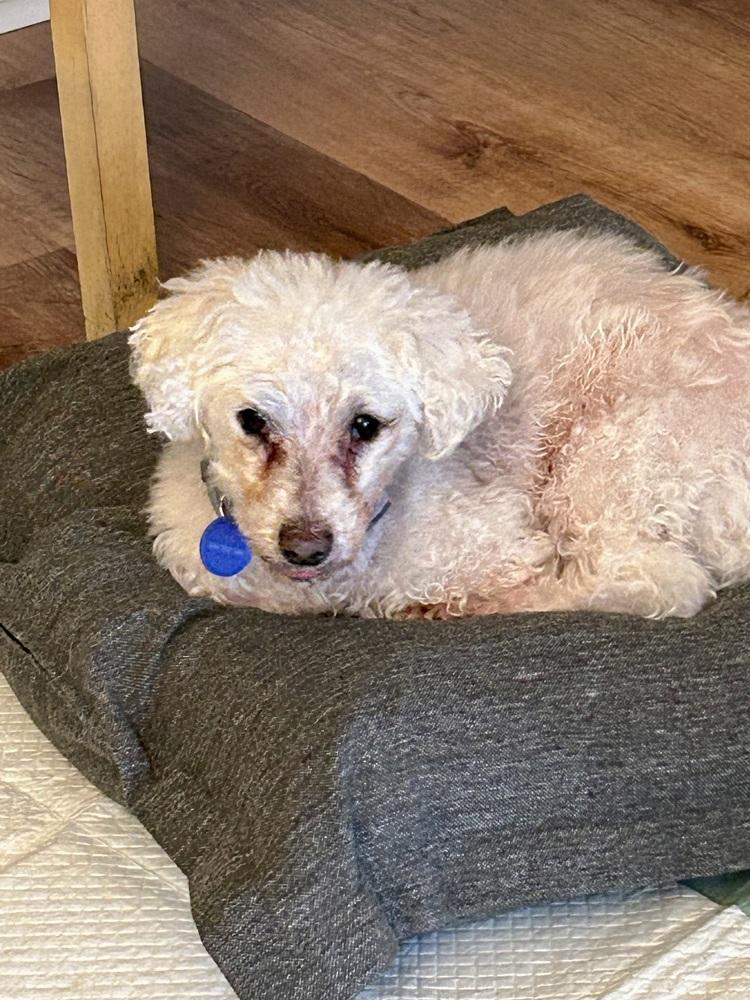 Enlarge Buddy, a Adoptable Bichon Frise in Jefferson Hills, PA image 2/5