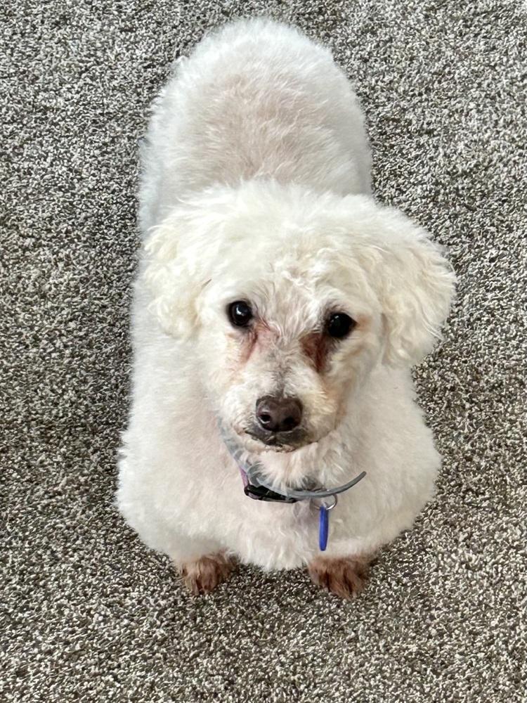 Enlarge Buddy, a Adoptable Bichon Frise in Jefferson Hills, PA image 3/5