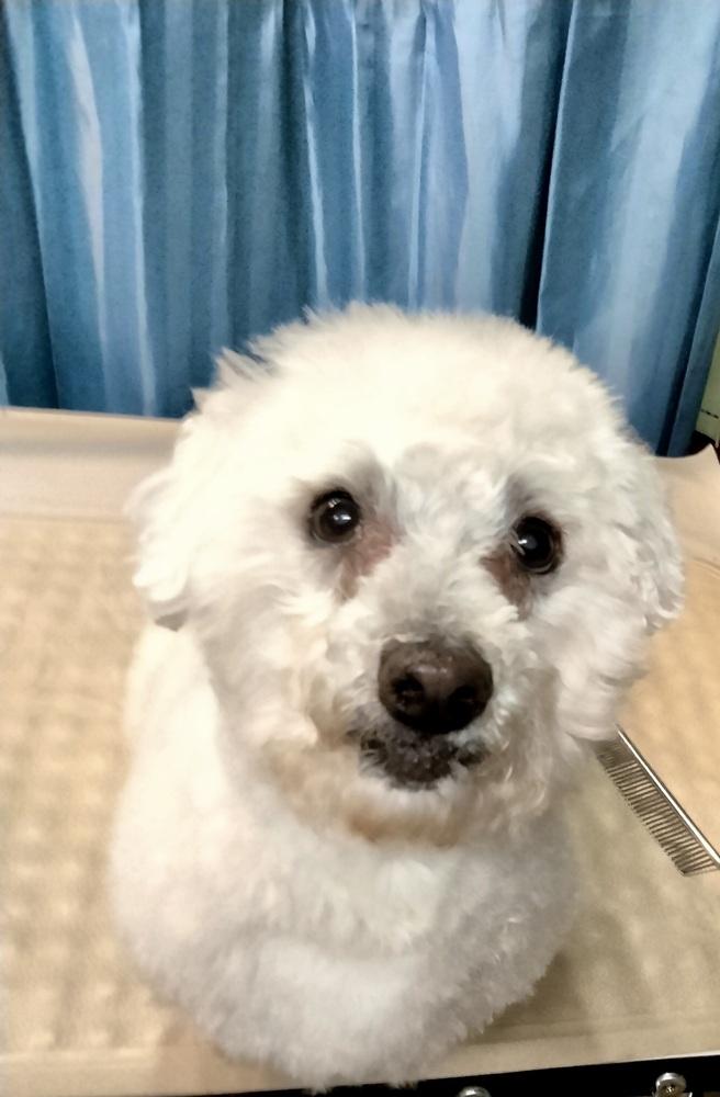 Enlarge Buddy, a Adoptable Bichon Frise in Jefferson Hills, PA image 4/5