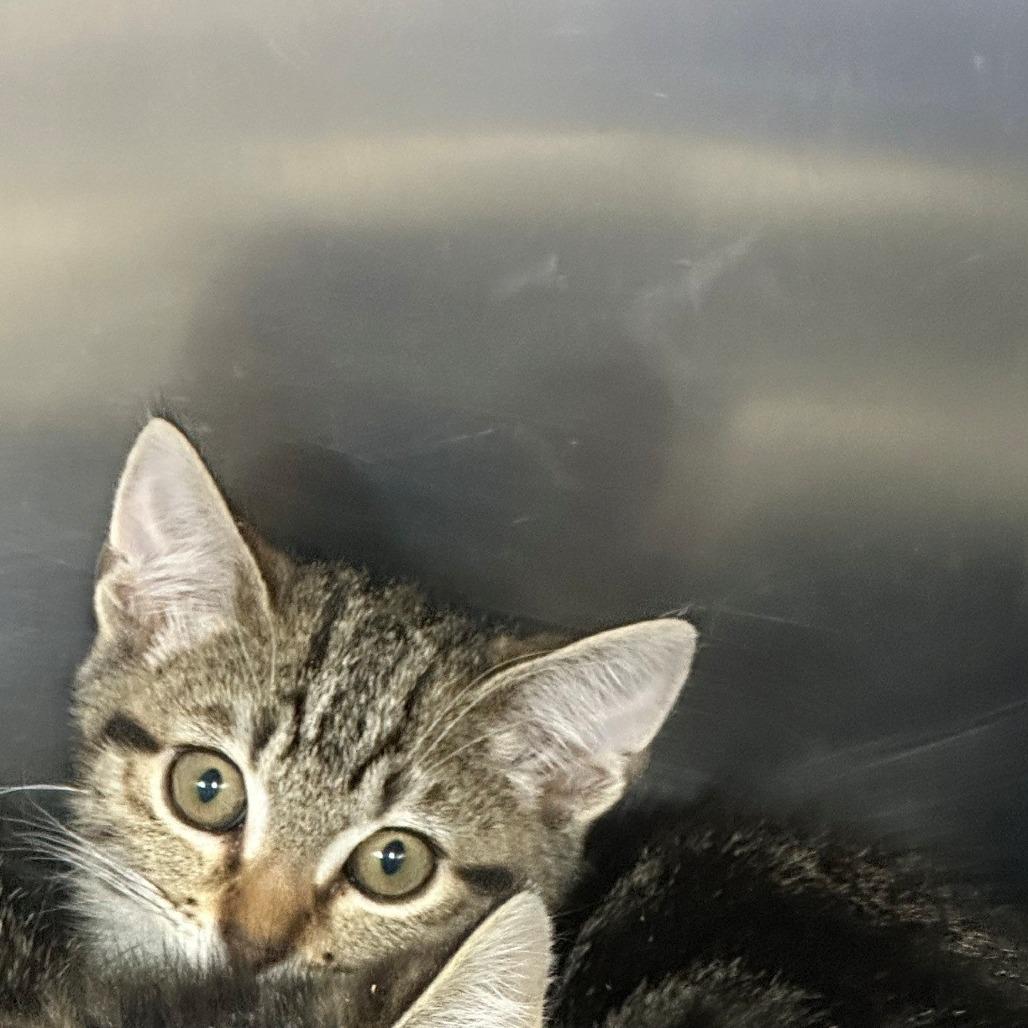 Hawken, Adoptable, Kitten Female Domestic Short Hair.