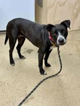 Greta, Adoptable, Young Female Australian Cattle Dog / Blue Heeler & Terrier.