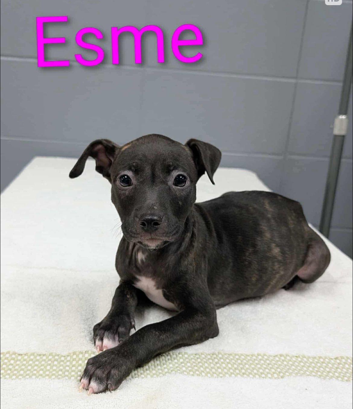 Esme, Adoptable, Puppy Female Beagle & Pit Bull Terrier.