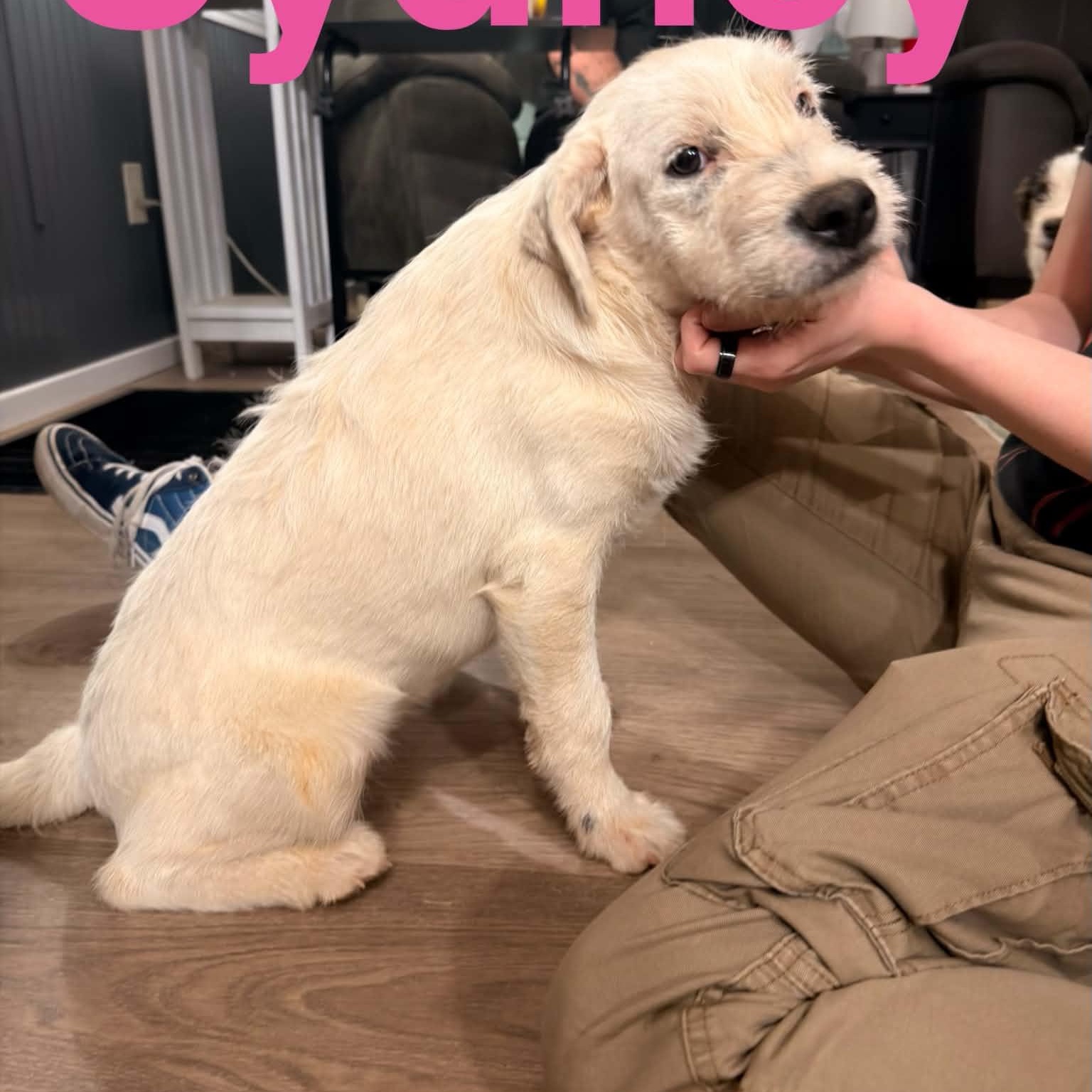 Sydney, Adoptable, Puppy Female Schnauzer & American Staffordshire Terrier.