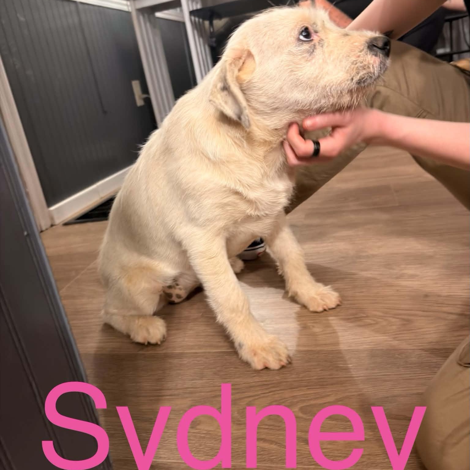 Enlarge Sydney, a Adoptable mixed breed in quinton, AL image 2/2