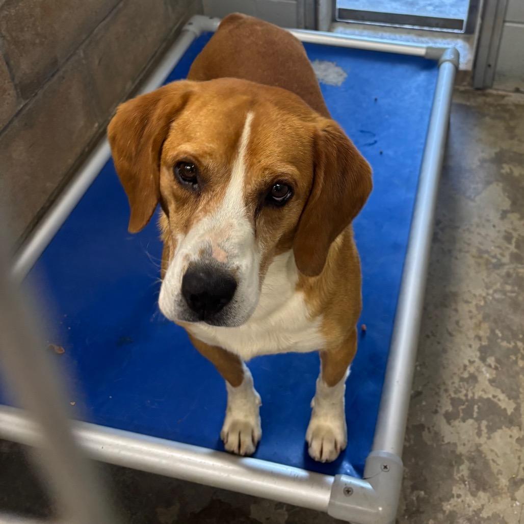 Enlarge Petey, a Adoptable Hound in Brookfield, MO image 1/1