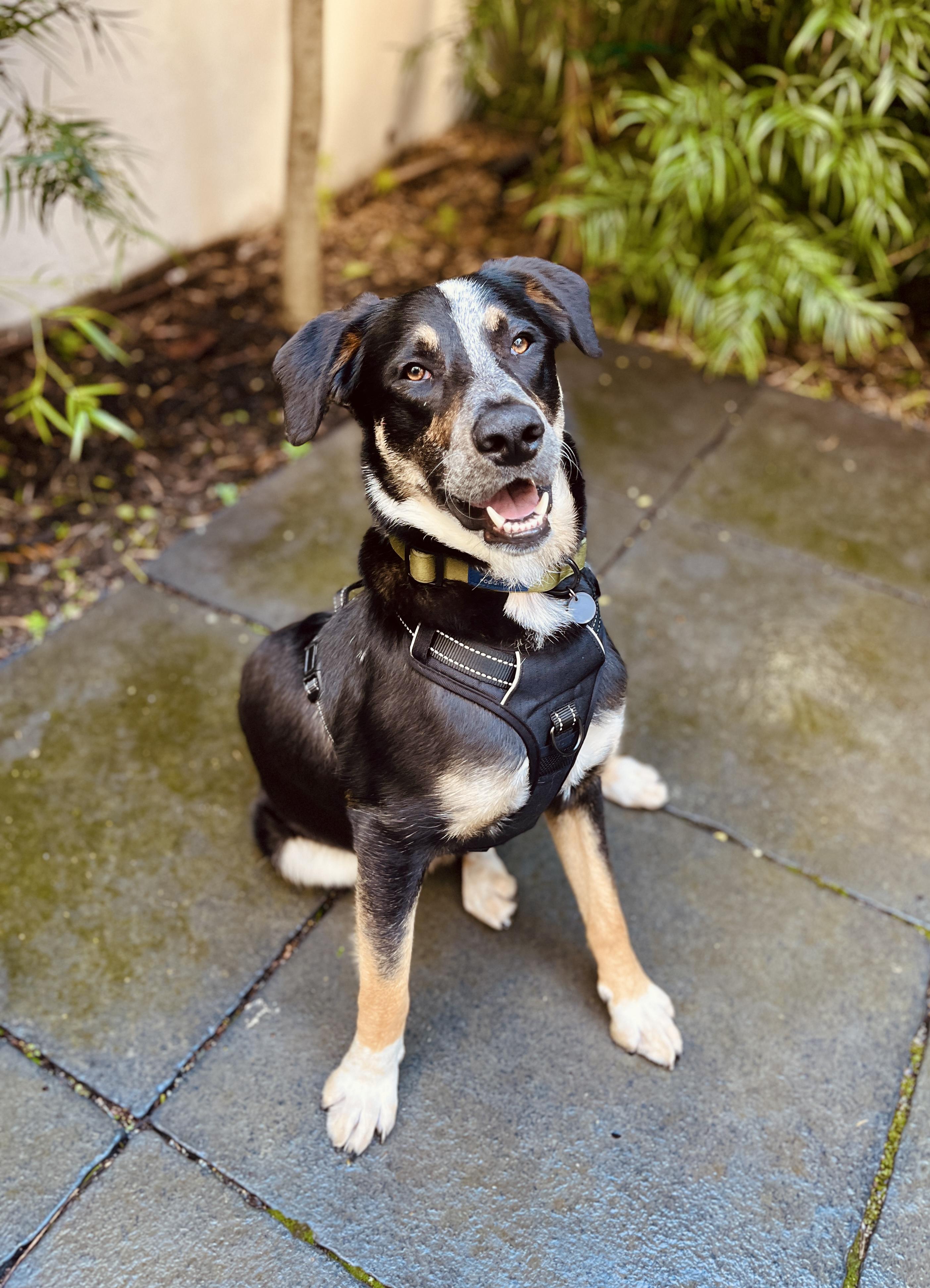 Yogi Bear — thumbnail 2