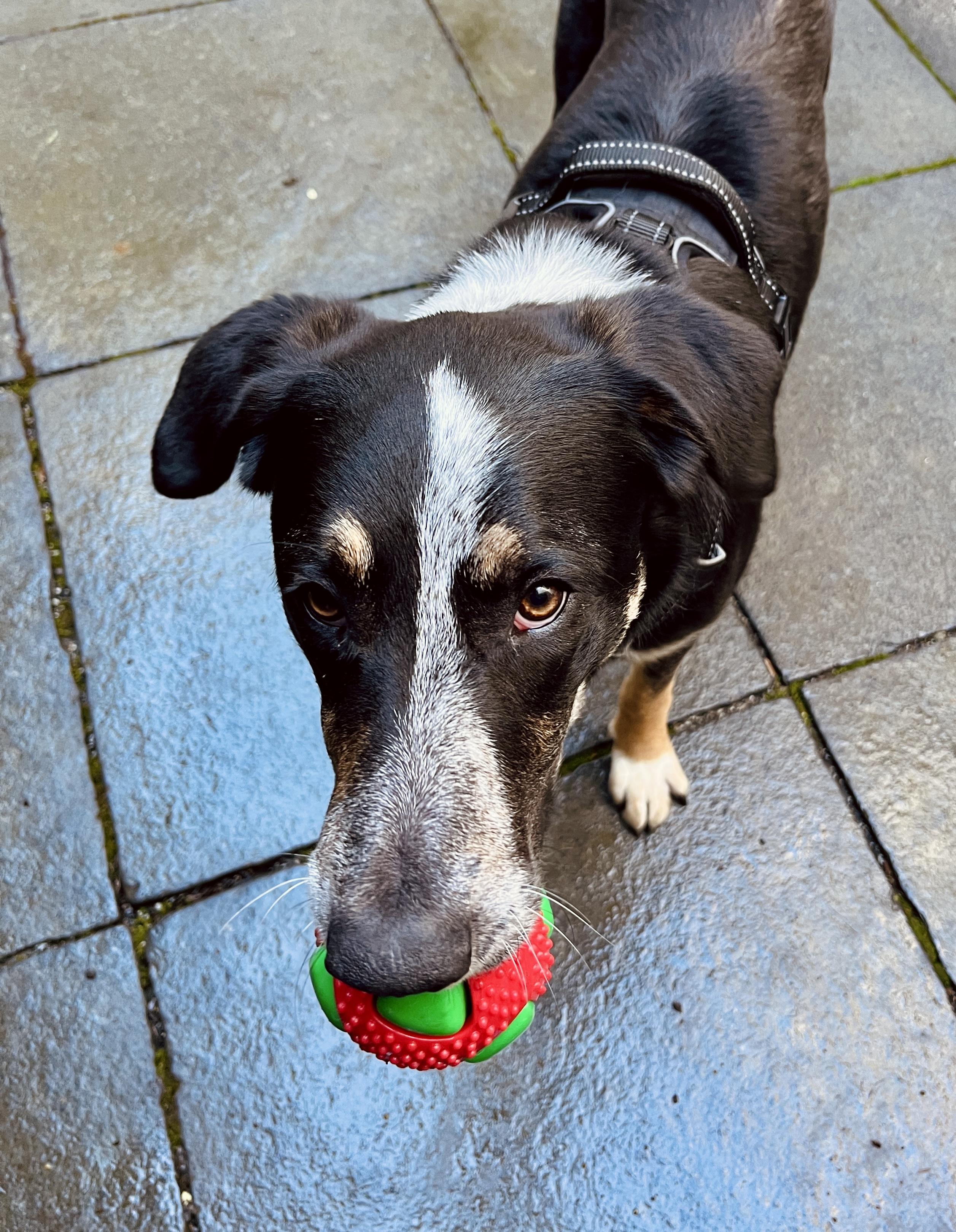 Yogi Bear — thumbnail 3