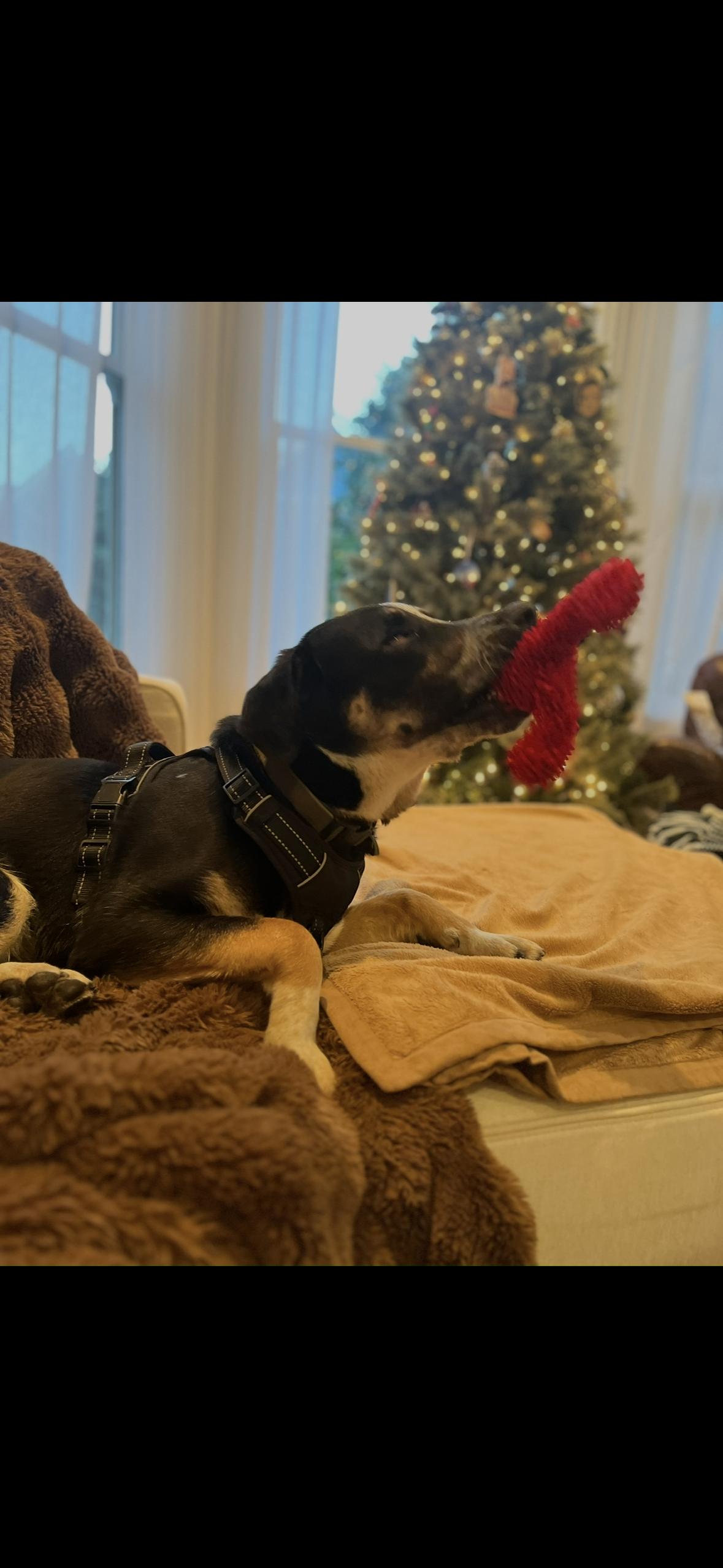 Yogi Bear — thumbnail 5