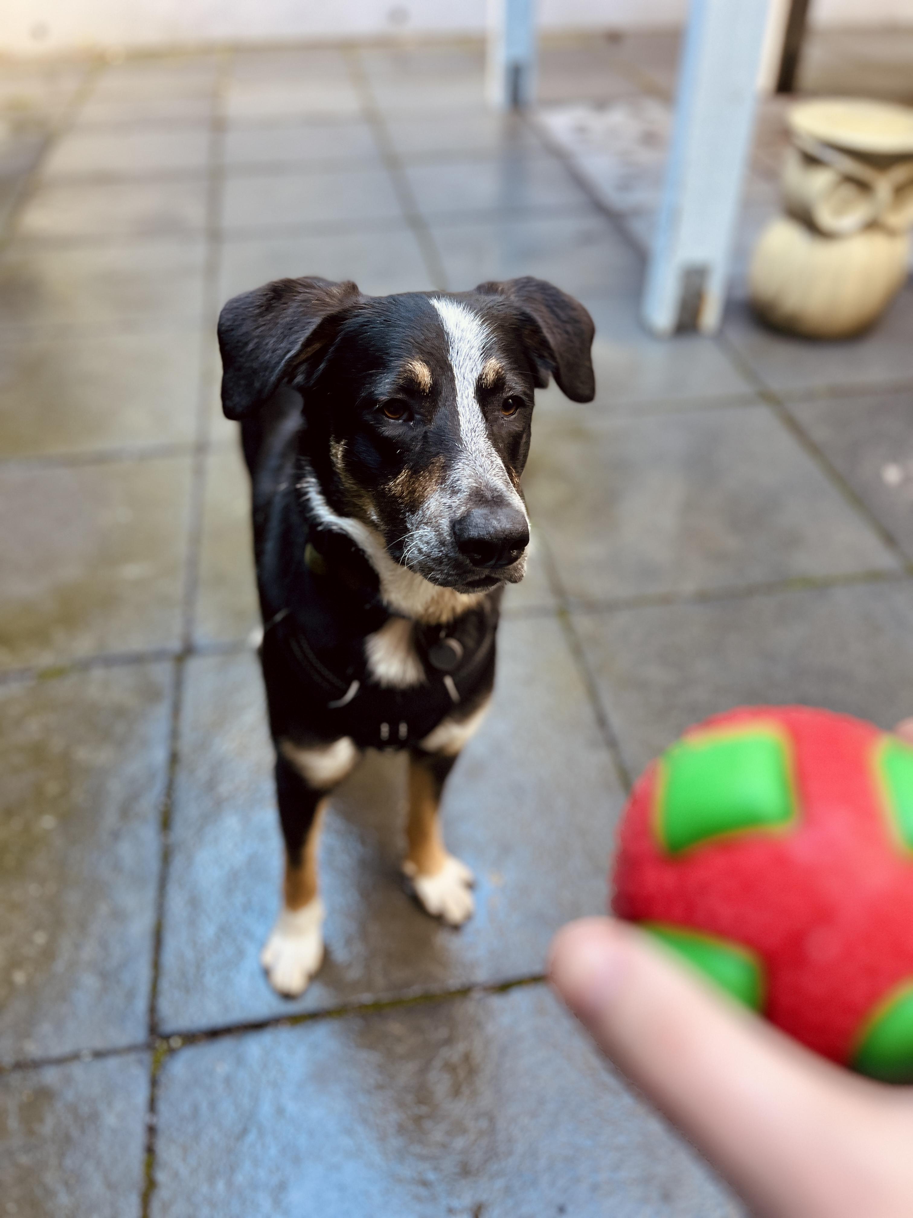 Yogi Bear — thumbnail 6