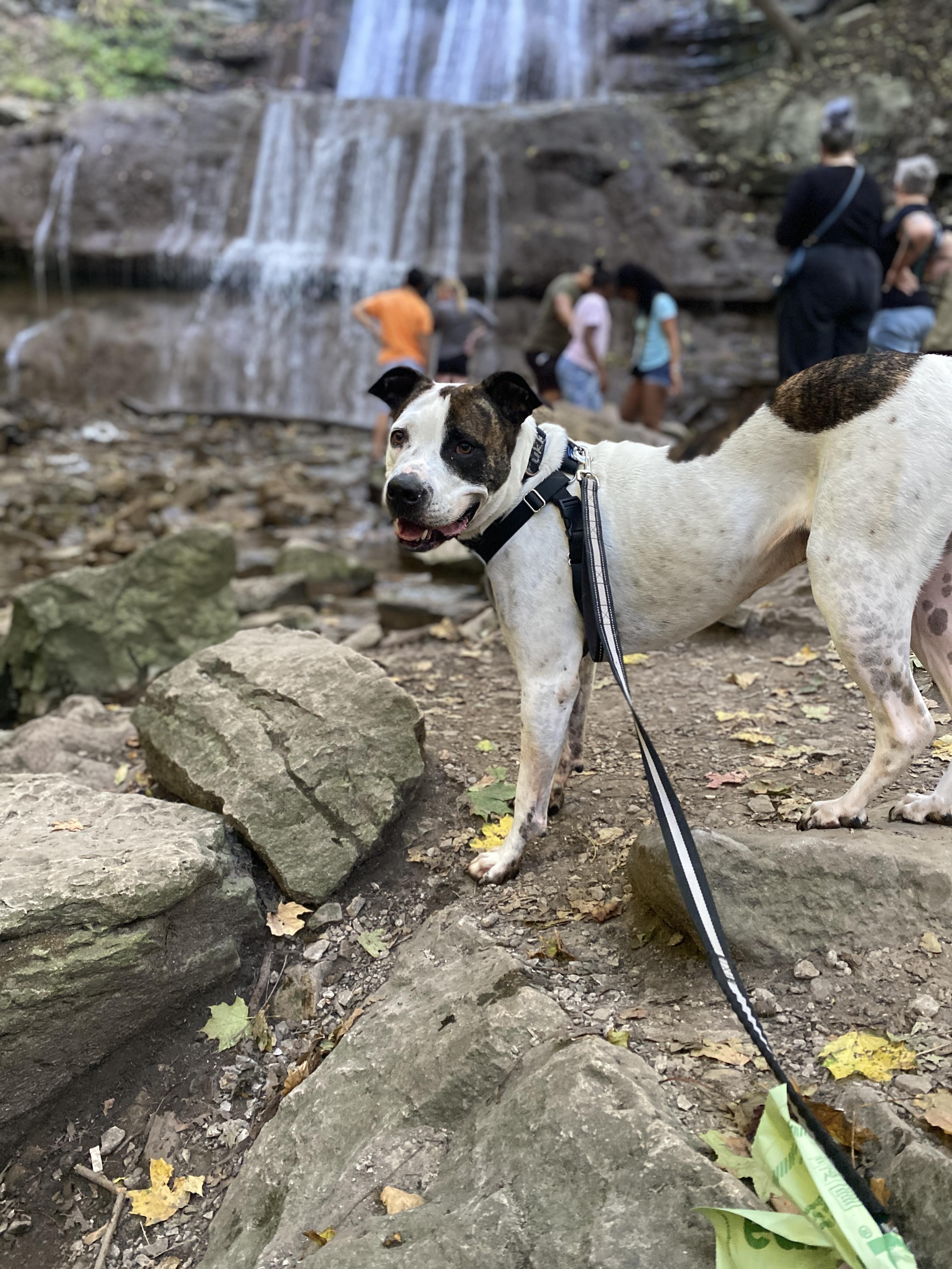 GIBSON, a Adoptable mixed breed in Hamilton, ON image 1/6