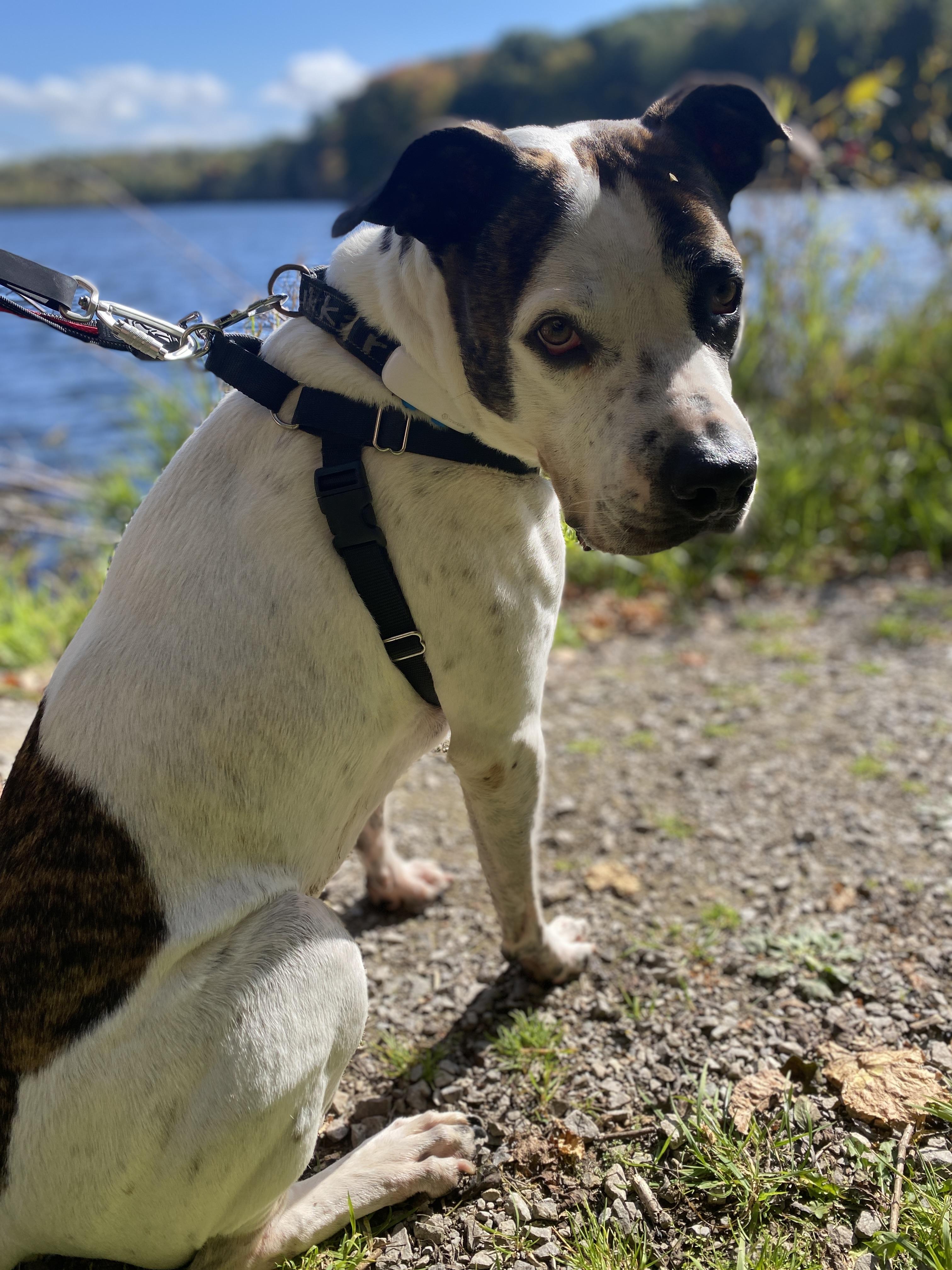 GIBSON, a Adoptable mixed breed in Hamilton, ON image 5/6