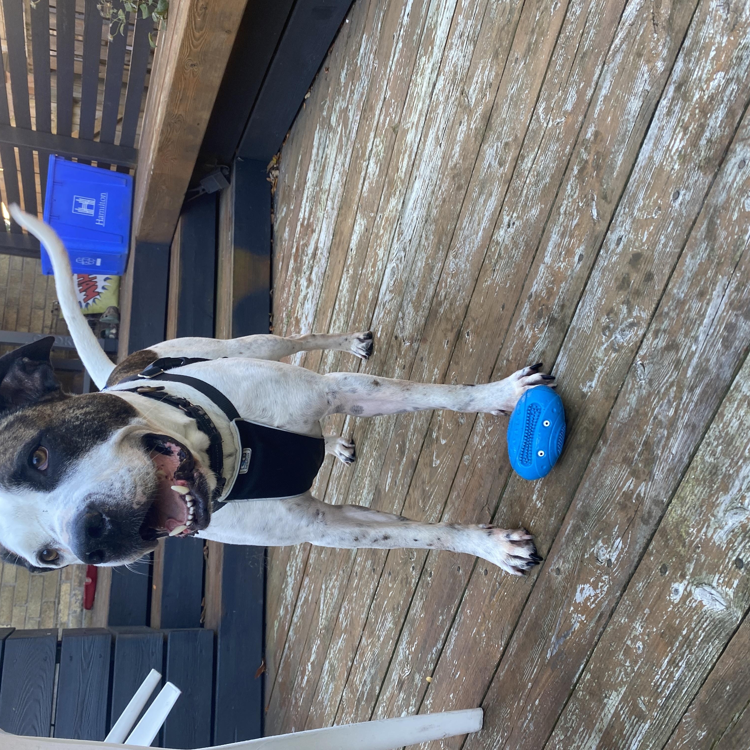 GIBSON, a Adoptable mixed breed in Hamilton, ON image 3/6