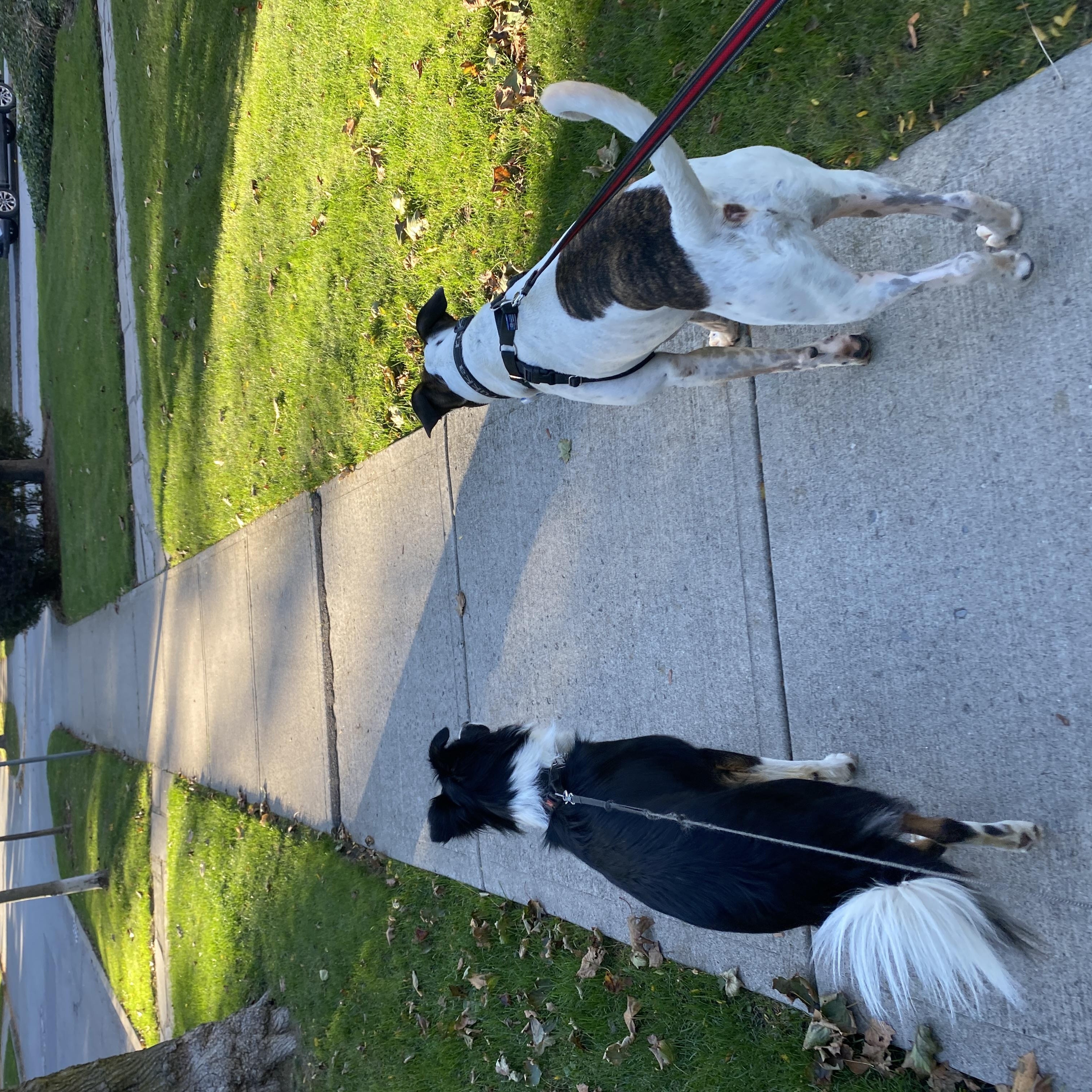 GIBSON, a Adoptable mixed breed in Hamilton, ON image 2/6