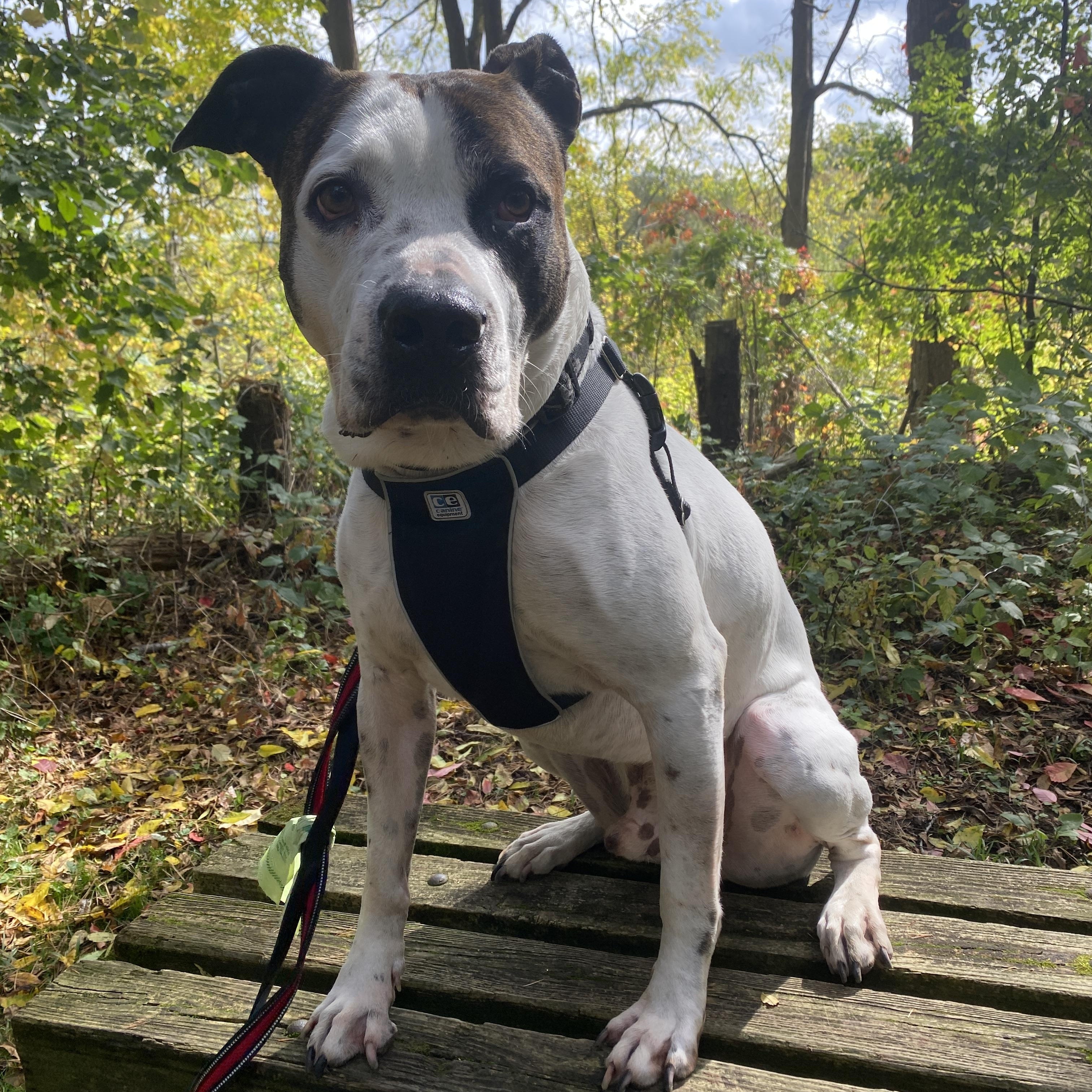 GIBSON, a Adoptable mixed breed in Hamilton, ON image 4/6