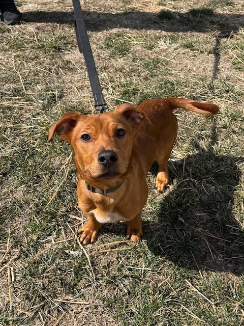 GREMLIN, Adoptable, Young Male Labrador Retriever & Mixed Breed.