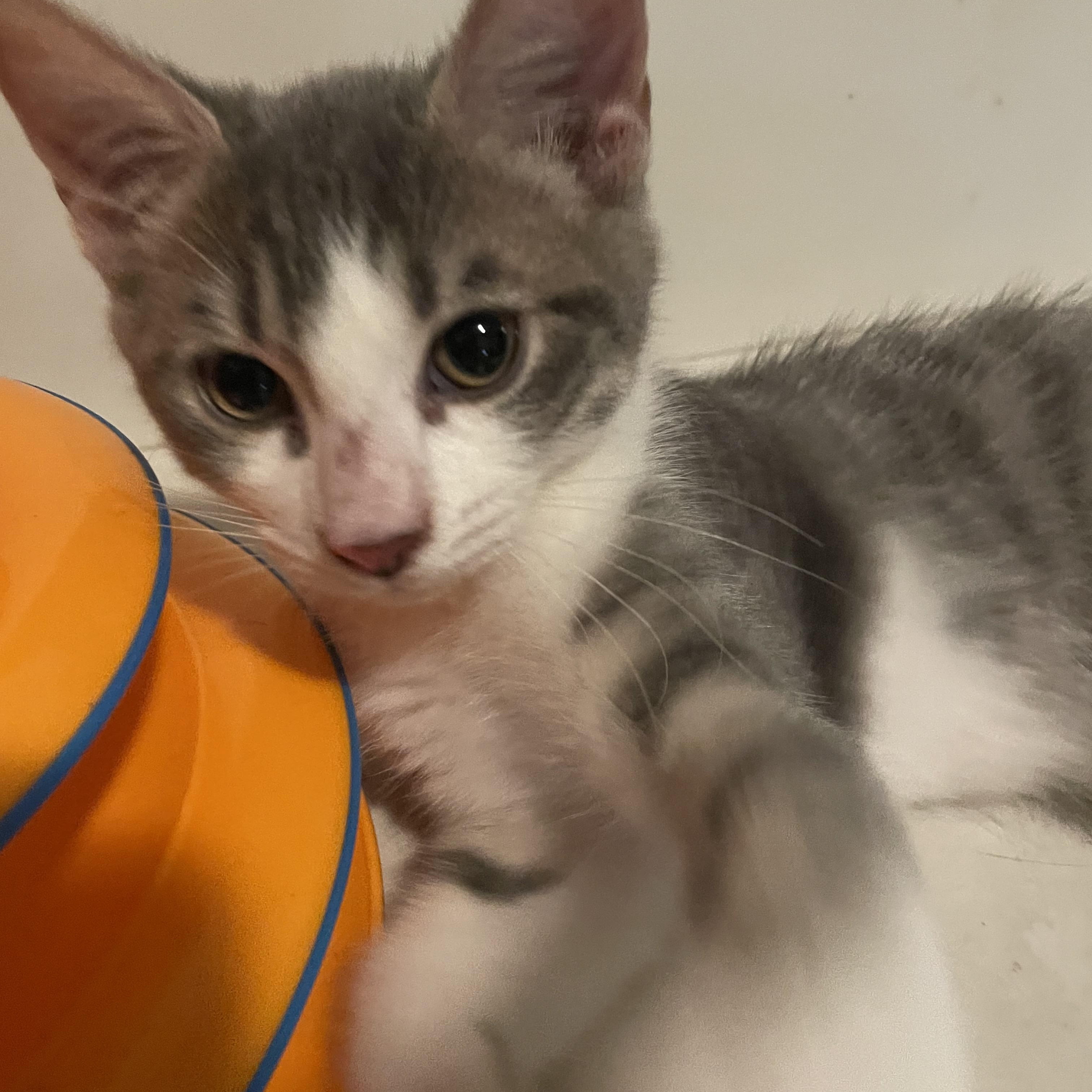 Mitsu, a ADOPTABLE Domestic Short Hair in Covina , CA image 3/4
