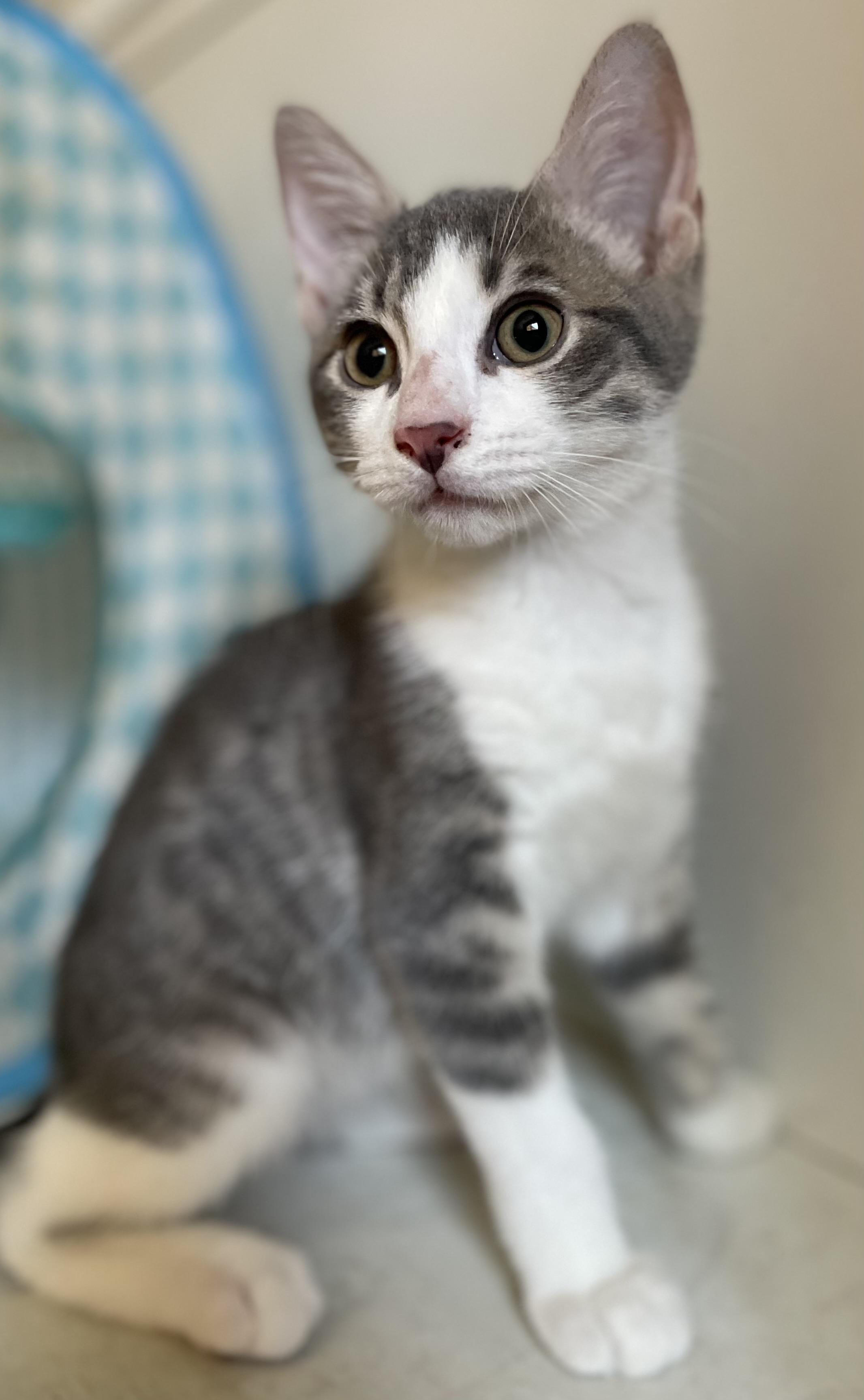 Mitsu, a ADOPTABLE Domestic Short Hair in Covina , CA image 2/4