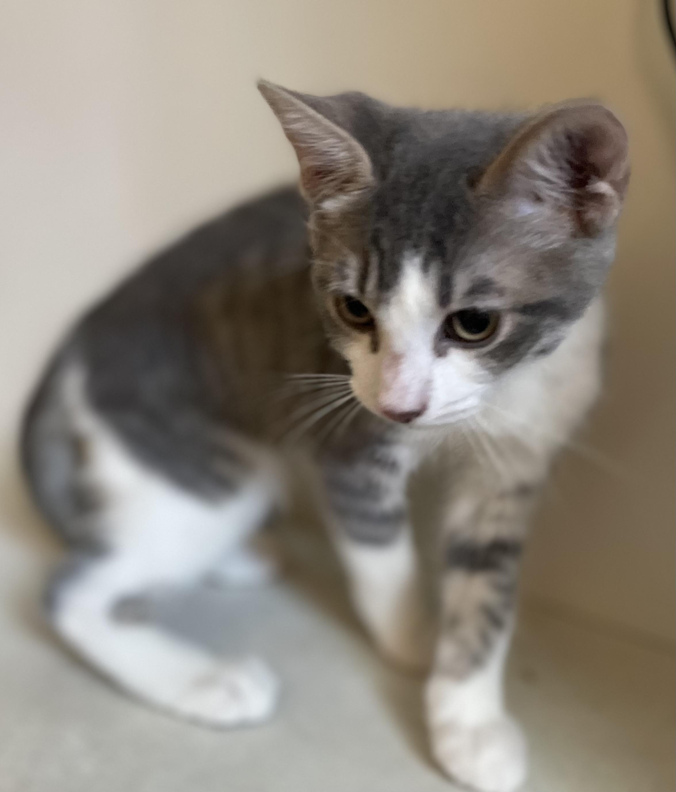 Mitsu, a ADOPTABLE Domestic Short Hair in Covina , CA image 4/4
