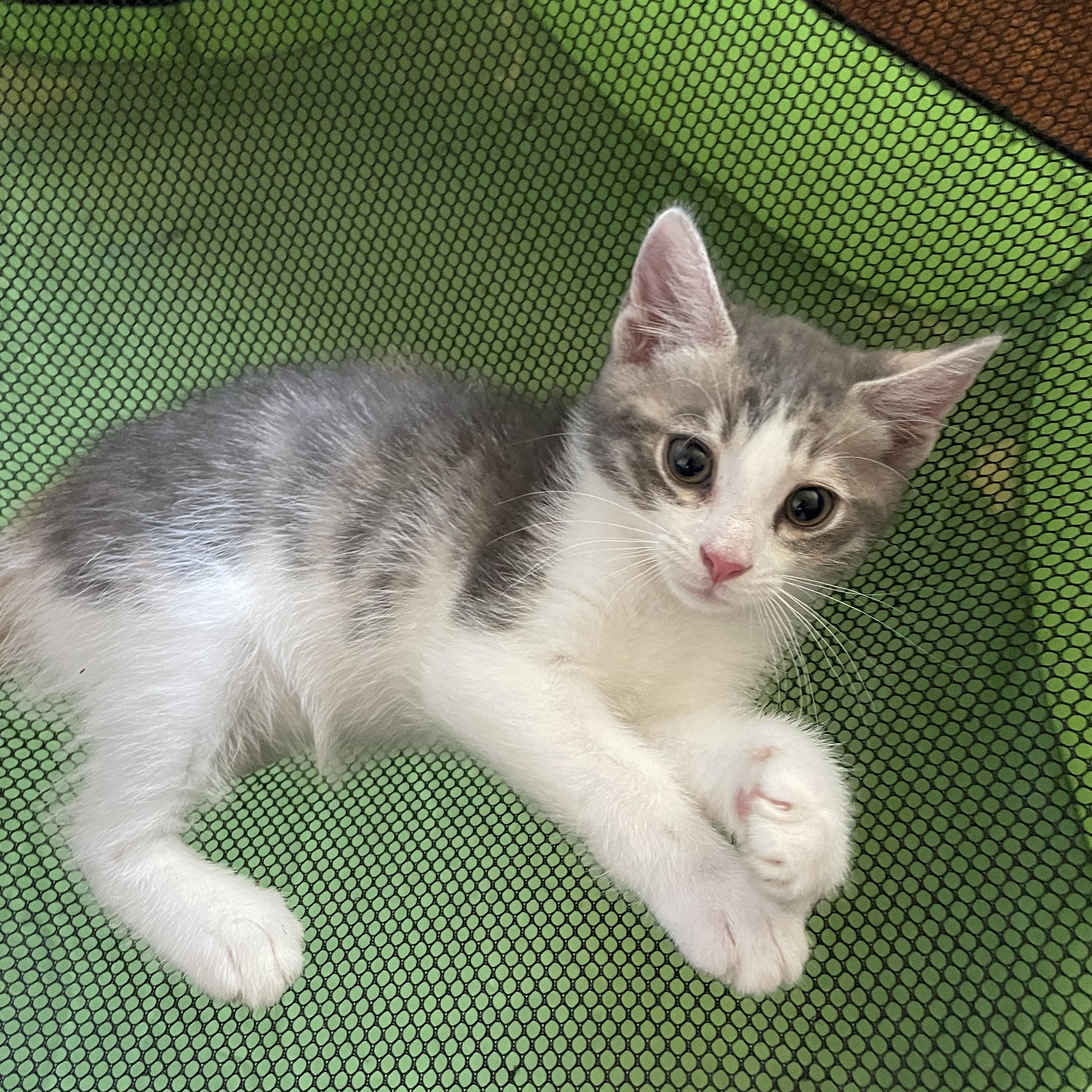 Mitsu, ADOPTABLE, Kitten Male Domestic Short Hair.