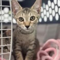 Enlarge Ripley - A26-???_2, a Adoptable Domestic Short Hair in SANTA ROSA BEACH, FL image 1/1
