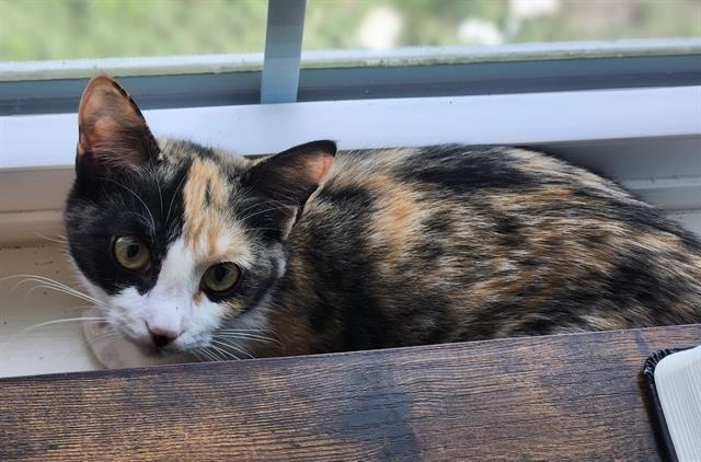 PEPPER, Adoptable, Young Female Domestic Short Hair.