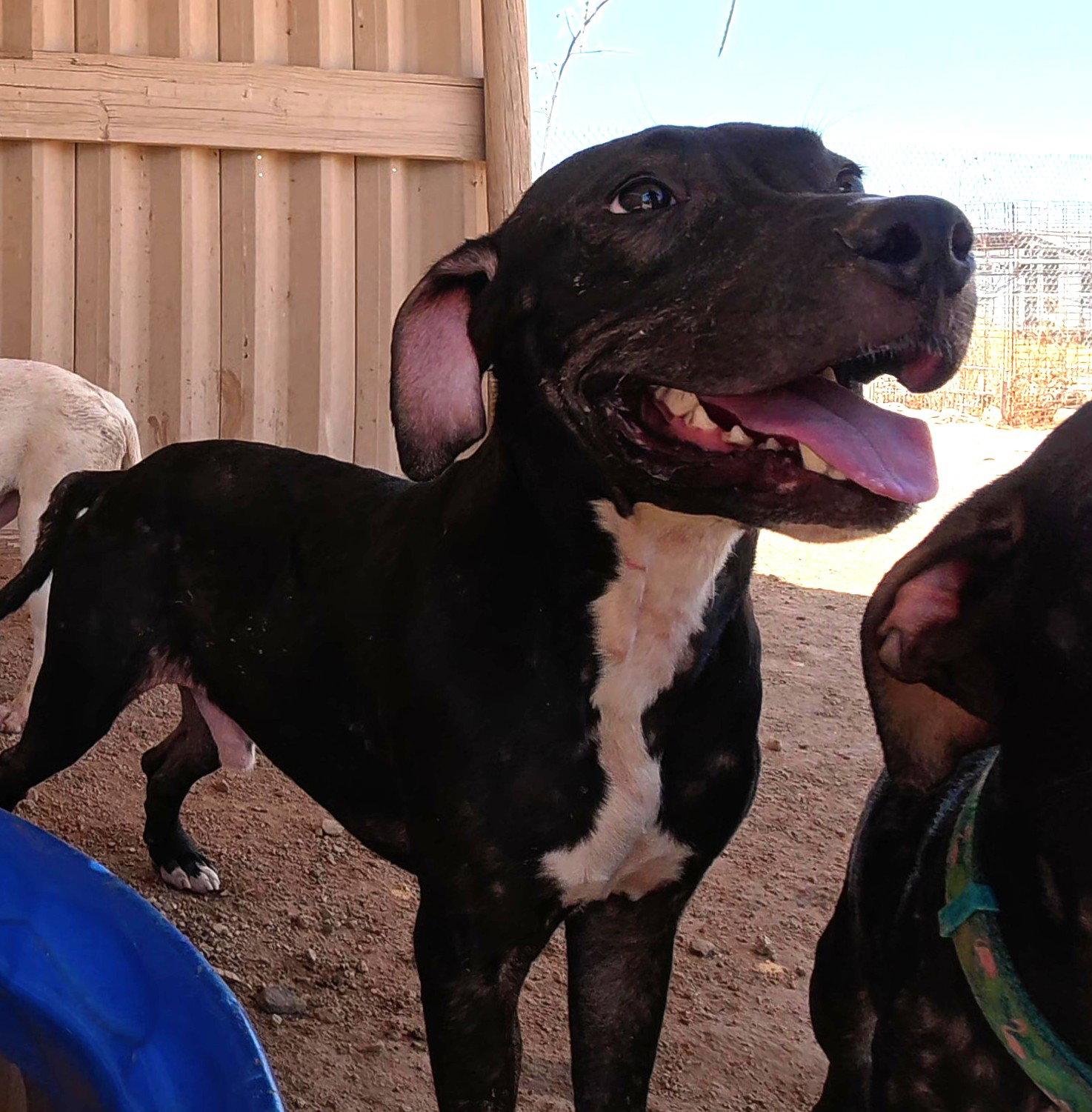 Enlarge Manny, a Adoptable mixed breed in Queen Creek, AZ image 1/3