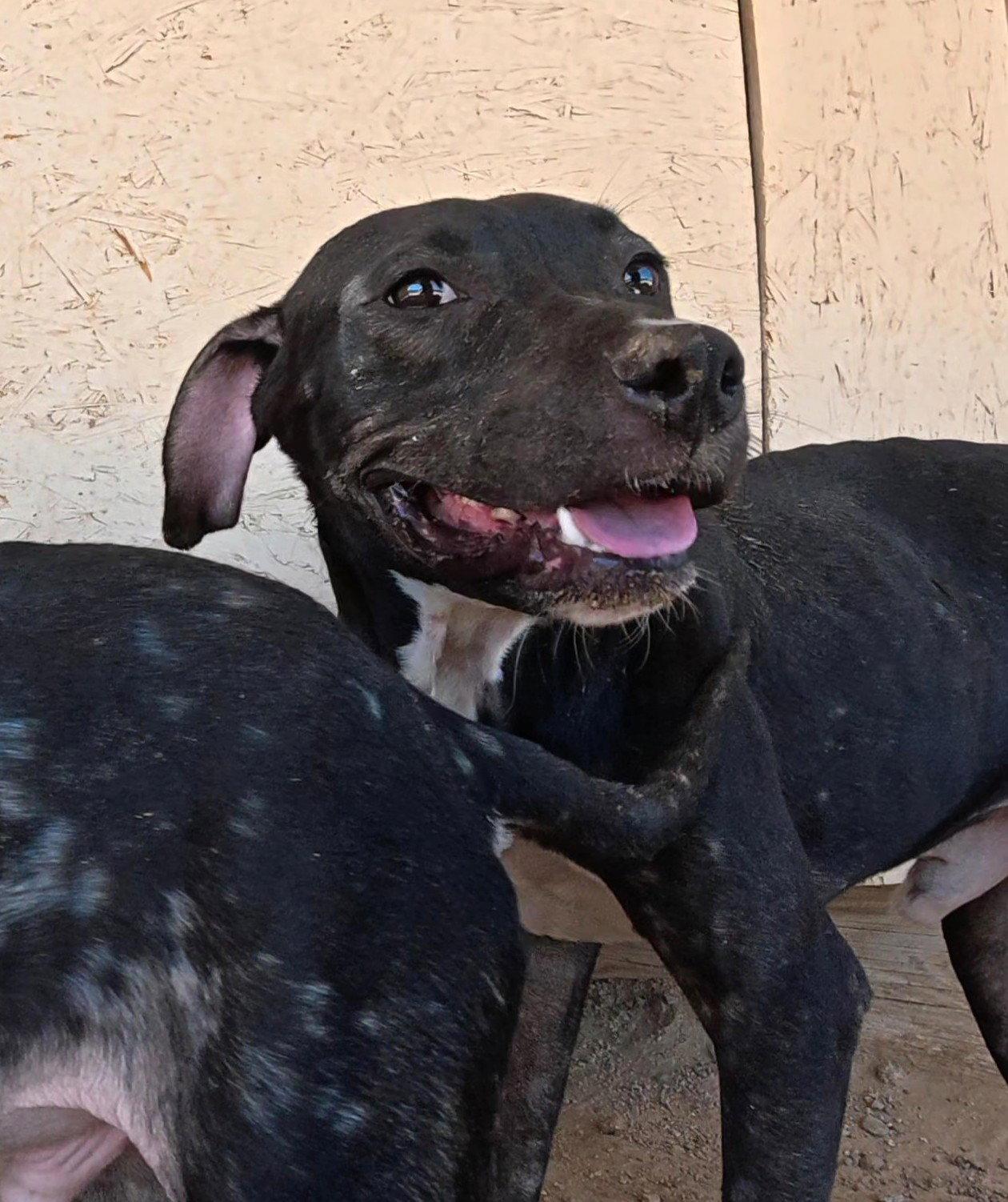 Enlarge Manny, a Adoptable mixed breed in Queen Creek, AZ image 2/3