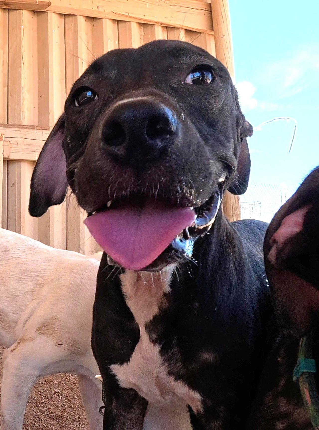 Enlarge Manny, a Adoptable mixed breed in Queen Creek, AZ image 3/3