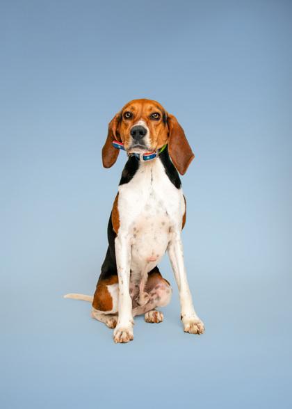 Shotgun, Adoptable, Adult Male Mixed Breed & Mixed Breed.