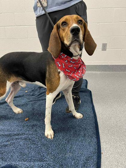 Shotgun, a Adoptable mixed breed in Sevierville, TN image 2/3