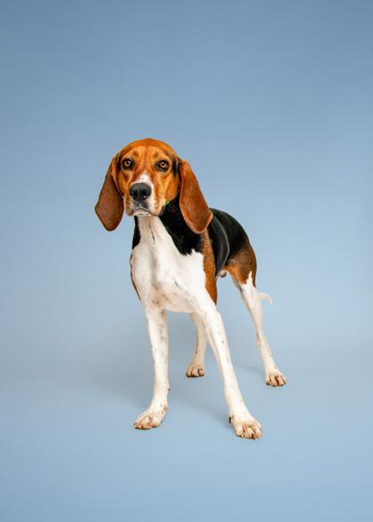 Shotgun, a Adoptable mixed breed in Sevierville, TN image 3/3