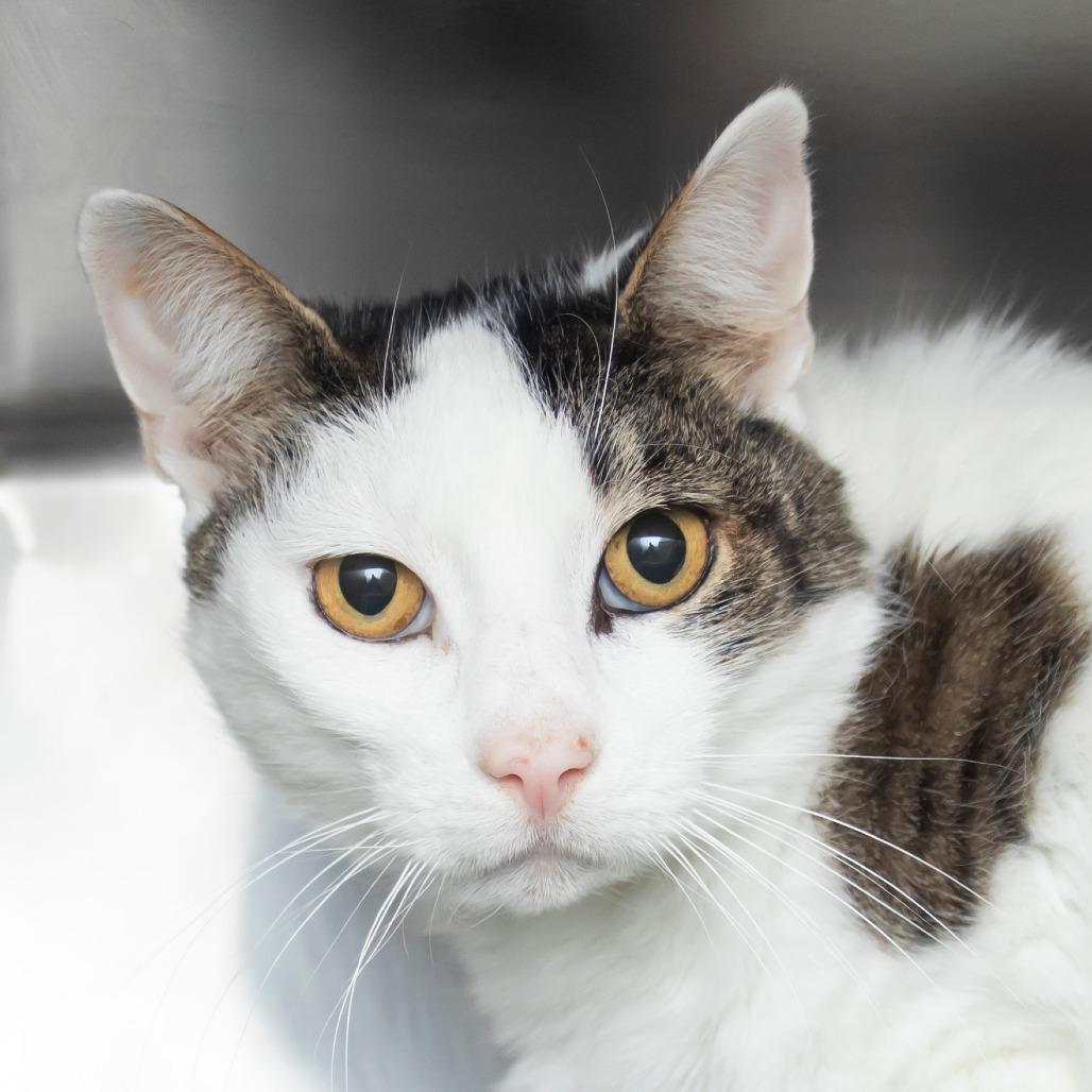 Wavey, Adoptable, Adult Male Domestic Short Hair.