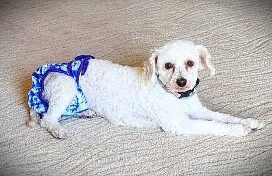 Jellybean thumbnail 3