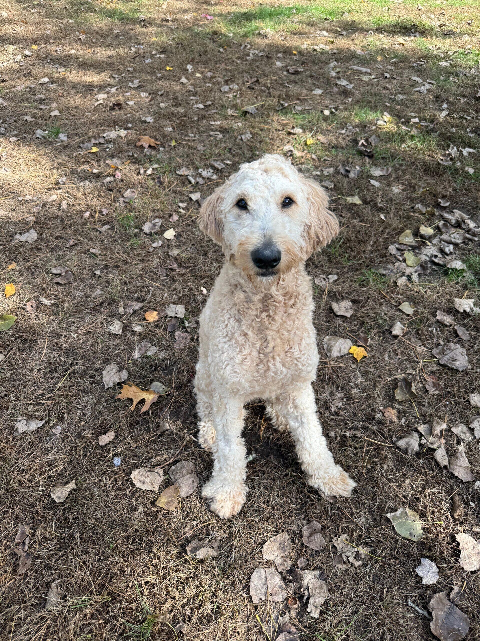 Remy, a Adoptable Goldendoodle in Hudson, MA image 1/4