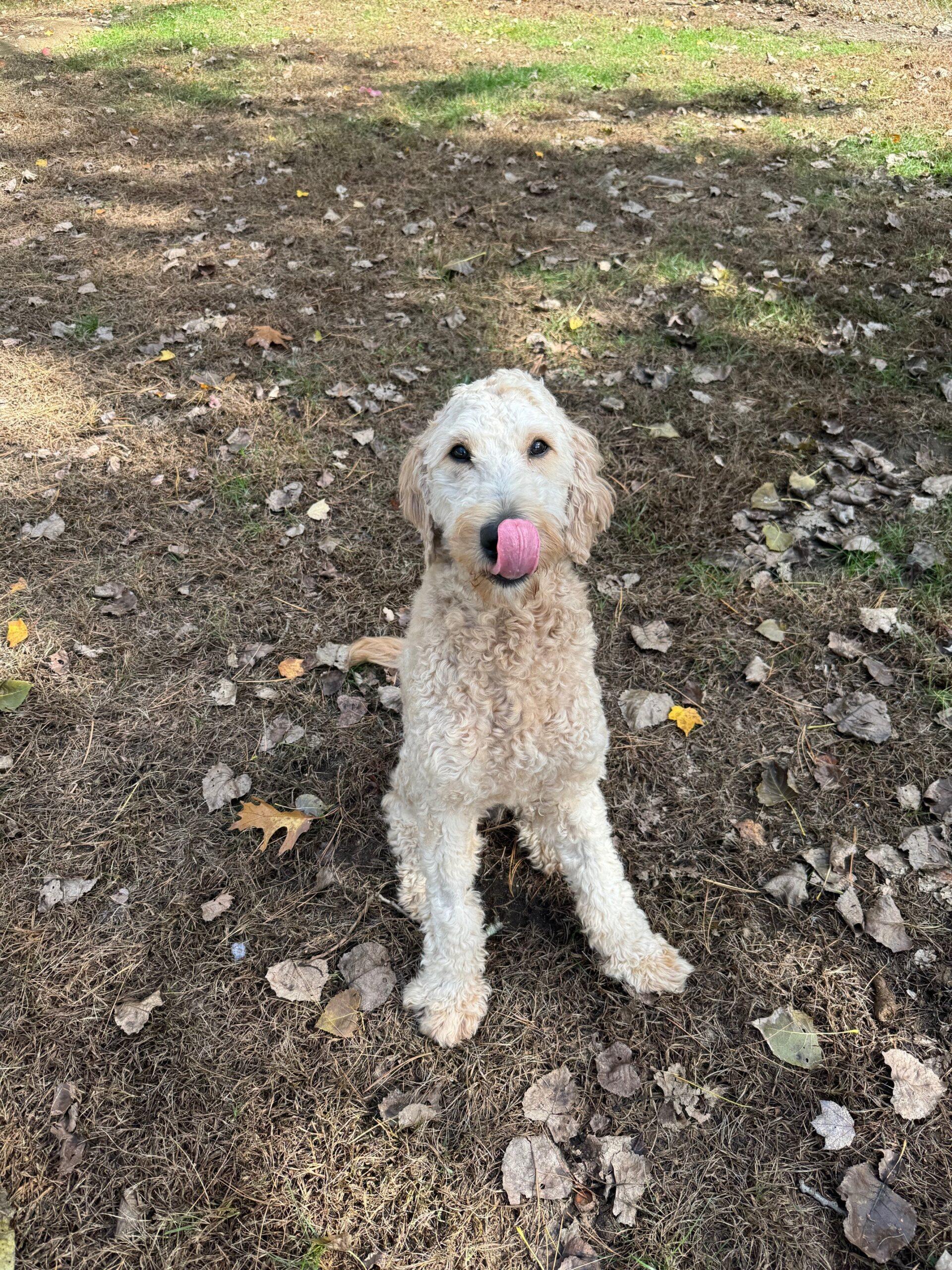 Remy, a Adoptable Goldendoodle in Hudson, MA image 2/4