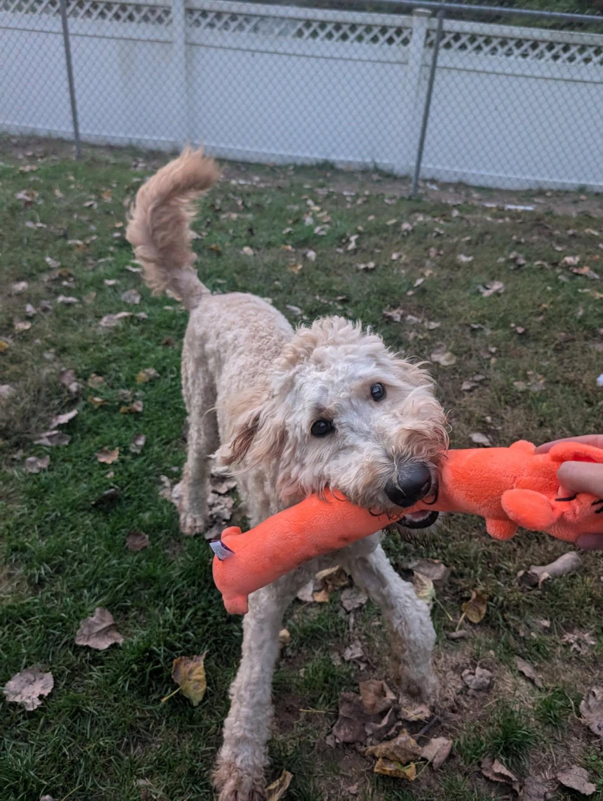 Remy, a Adoptable Goldendoodle in Hudson, MA image 3/4
