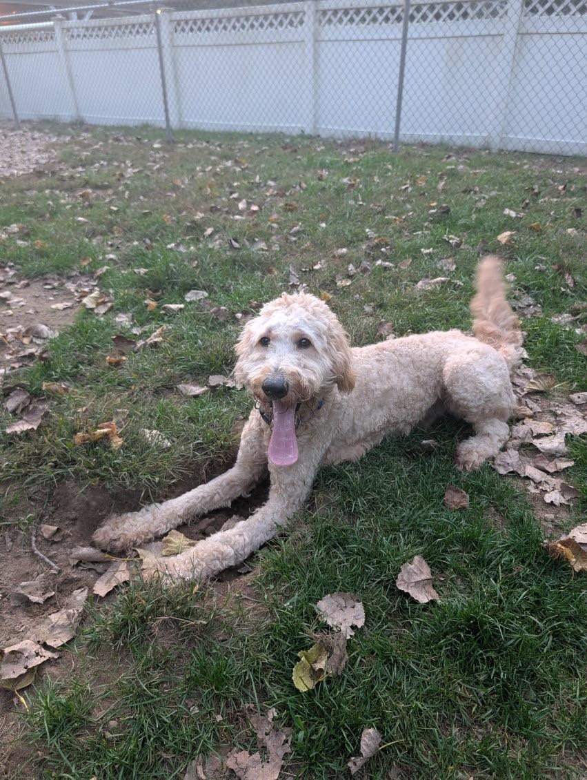 Remy, a Adoptable Goldendoodle in Hudson, MA image 4/4