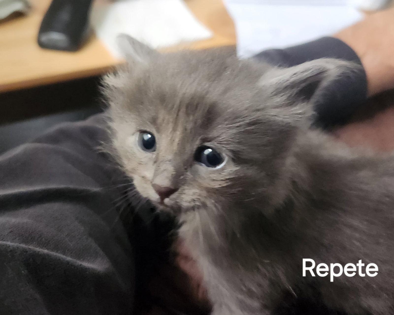 Repete (Available est. 6/5/26), Adoptable, Young Male Domestic Short Hair.