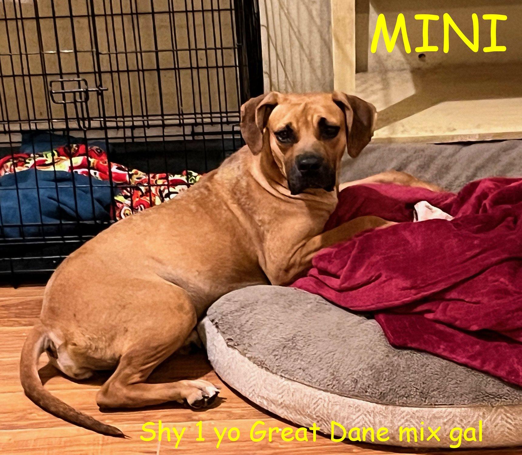 Mini, Adoptable, Adult Female Great Dane.