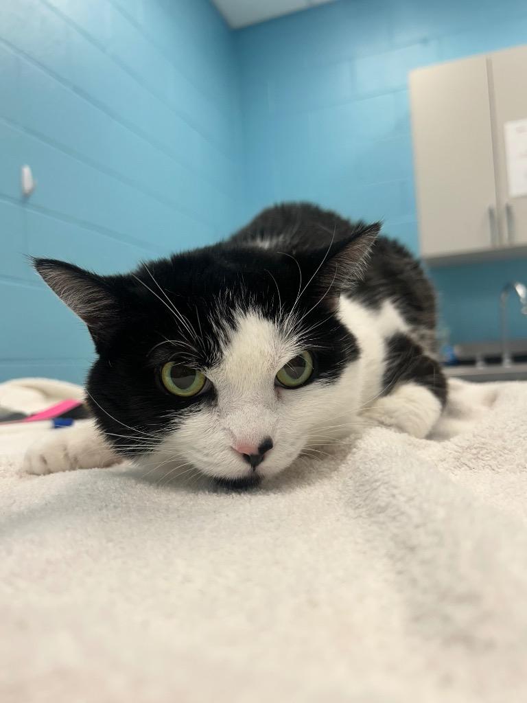 Sassy, a ADOPTABLE Domestic Short Hair in Frankfort, KY image 2/2