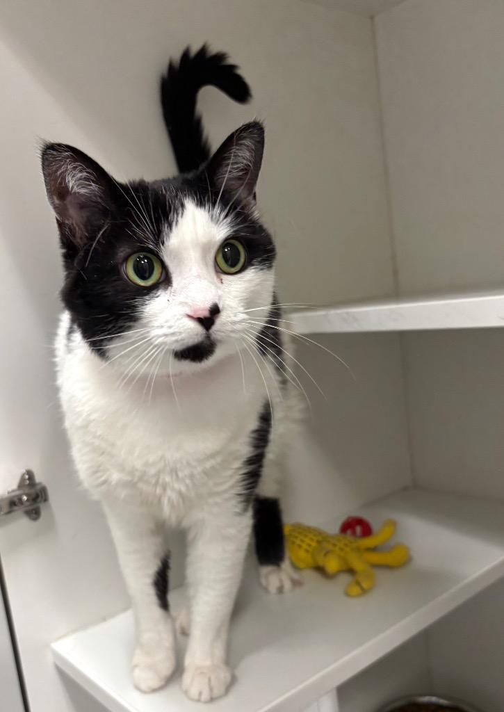 Sassy, a ADOPTABLE Domestic Short Hair in Frankfort, KY image 1/2
