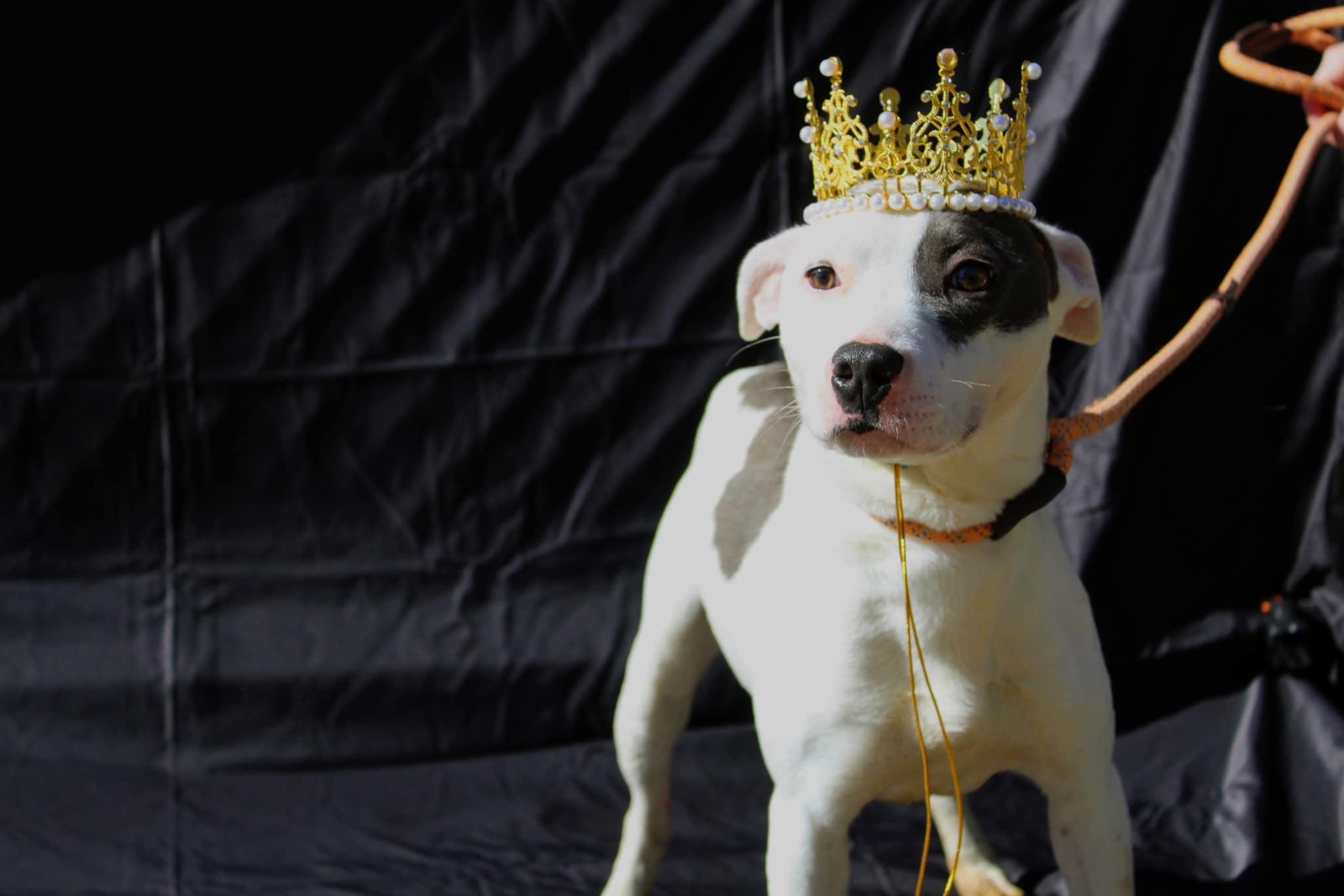 Rachel, Adoptable, Adult Female Whippet.