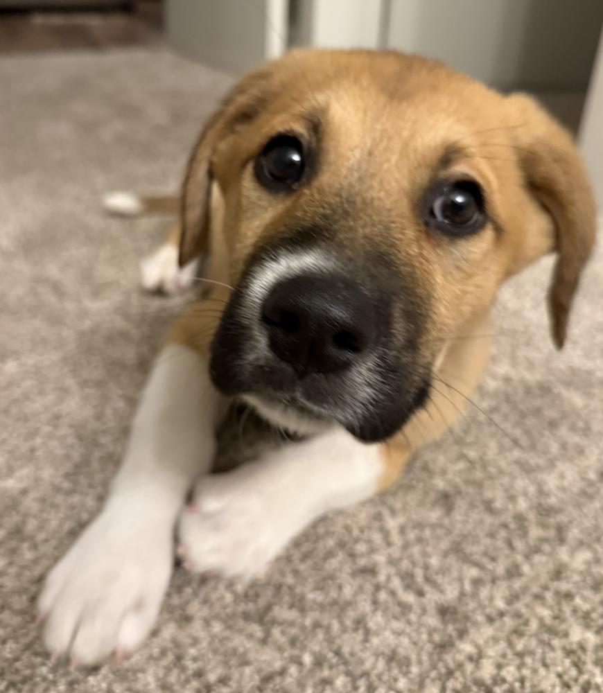 Merlin, a Adoptable mixed breed in Denver, CO image 1/3