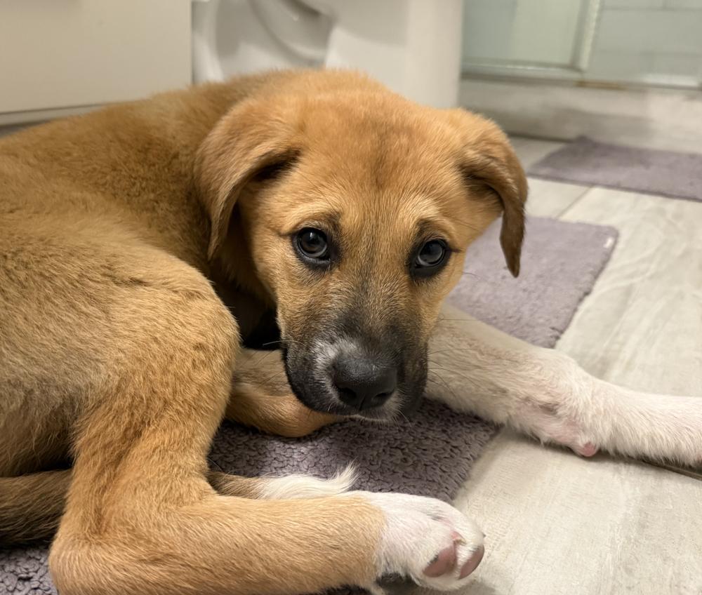 Merlin, a Adoptable mixed breed in Denver, CO image 2/3