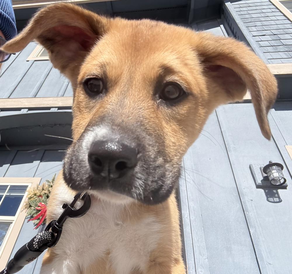 Merlin, a Adoptable mixed breed in Denver, CO image 3/3